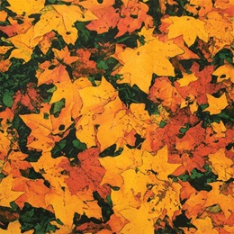 Patterned Flat Paper – Autumn Leaves