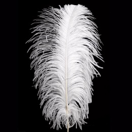 White Ostrich Feathers