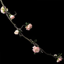 Light Pink Rose Vine