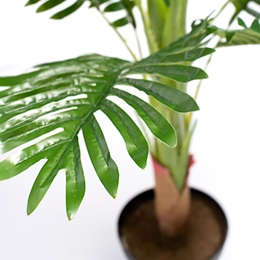 Potted Areca Plant