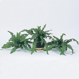 Boston Fern